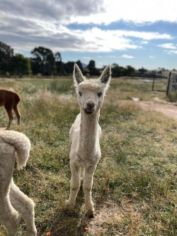 Glenview Alpaca Farm Hotel Yass Luaran gambar