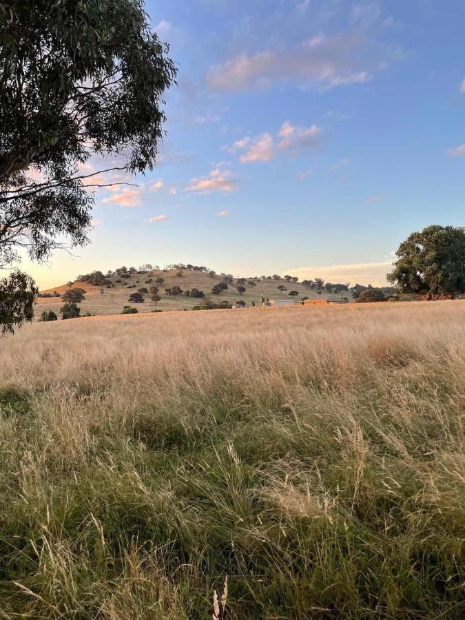 Glenview Alpaca Farm Hotel Yass Luaran gambar