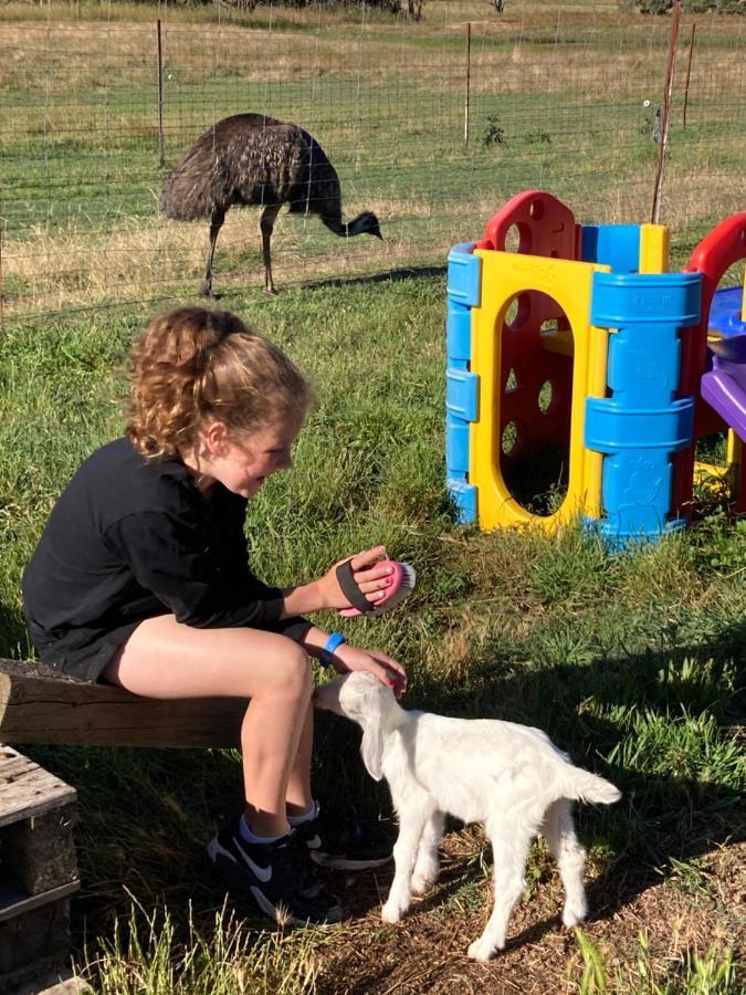 Glenview Alpaca Farm Hotel Yass Luaran gambar