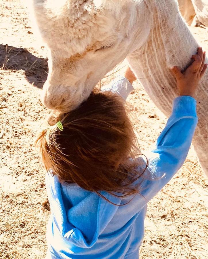 Glenview Alpaca Farm Hotel Yass Luaran gambar